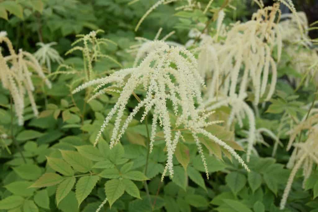 Aruncus dioicus ---